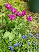 Tulpen_Rosarot.webp