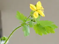 087.webp
