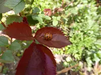 P1080850.webp