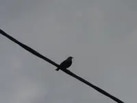 P1080854.webp