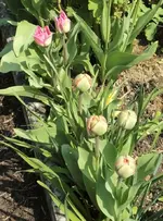 03 Tulpen.webp