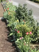 04 Tulpen.webp