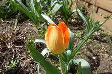 SAM_0979.webp