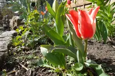 SAM_0981.webp