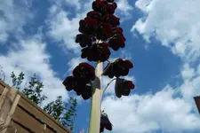 SAM_0982.webp