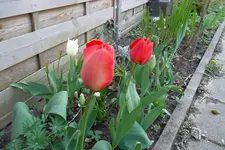 SAM_0989.webp