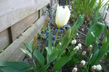 SAM_0990.webp