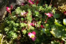 SAM_0991.webp