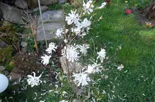 SAM_0993.webp