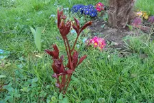 SAM_0995.webp