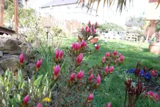 SAM_0997.webp