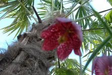 SAM_0998.webp