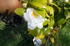 SAM_0999.webp