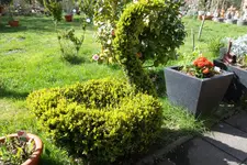 SAM_1002.webp