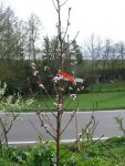 Obstbäume roter Weinbergpfirsich.JPG