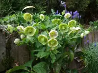 Lenzrose.webp