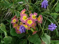 k-P1100161.webp