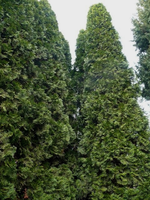 k-P1100156.webp