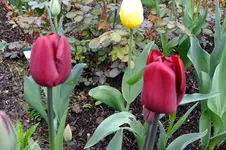 2016_04162april20160020.webp