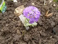 2016-04-07 Primel o. Schlüsselblume.webp
