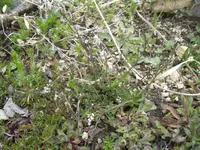 2016-04-07 Wer bin ich.webp