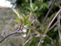 IMGP8593.webp