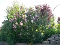 Flieder.webp