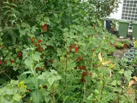 Johannisbeere.webp