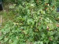 Johannisbeere 1.webp