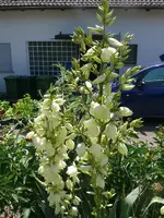 sommerlilie.webp