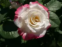 k-Rose Harmonie3.webp