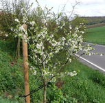 Obstbäume Mirabelle nancy.webp