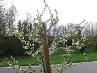 Obstbäume Mirabelle Nancy 1.webp