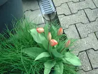 Tulpen.webp