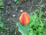 Tulpen (2).jpg
