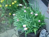 Tulpen (3).webp
