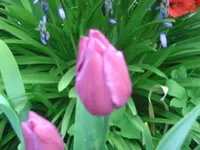 Tulpen (4).webp
