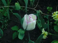 Tulpen (5).webp