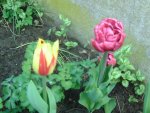 Tulpen (6).jpg
