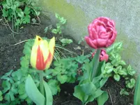 Tulpen (6).webp