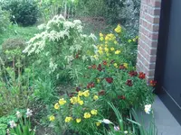 Blumen.webp