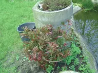 Blumen (3).webp