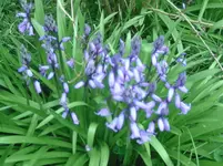 Blumen (4).webp