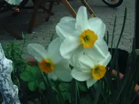 Blumen (5).webp