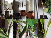Plumeria 17.04.webp