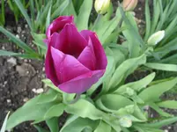 003 - Kopie.webp