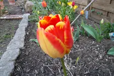 SAM_1006.webp