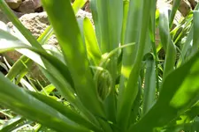 SAM_1009.webp