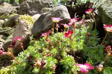 SAM_1010.webp