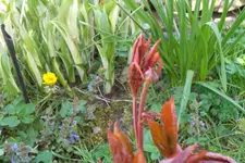 SAM_1018.webp